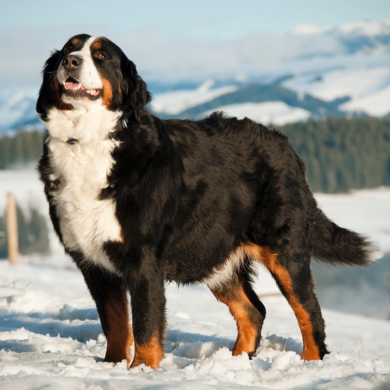 Waleska vom Ruederthal